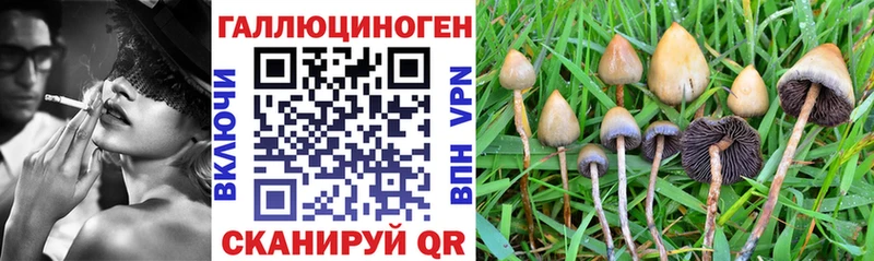 OMG маркетплейс Крым Псилоцибиновые грибы Psilocybine cubensis